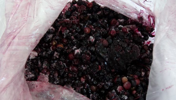 Kanserin çaresi bu meyvedeymiş: Türkiye’de yetişiyor, akademisyenler keşfetti