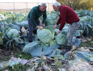 Karabük’te Eskipazar lahanasından 1.300 ton rekolte bekleniyor