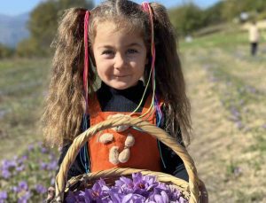 Karabük’te safran 450 bin TL’den satılacak