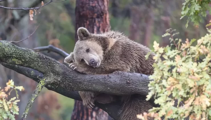 Karacabey Ayı Barınağı’nda Kış Hazırlıkları