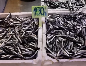 Karadeniz’de Balık Çeşitliliği Artıyor