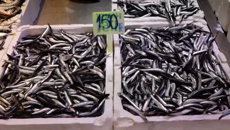 Karadeniz’de Balık Çeşitliliği Artıyor