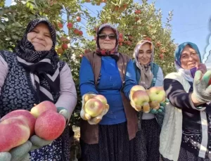 Karaman’da Elma Hasadı Sonuna Gelindi