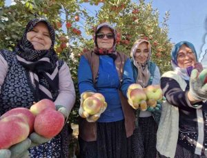 Karaman’da son elma hasadı yapılıyor