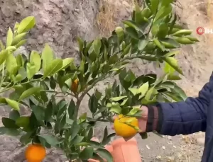 Karasal İklimde Tropikal Meyve Yetiştiriyor