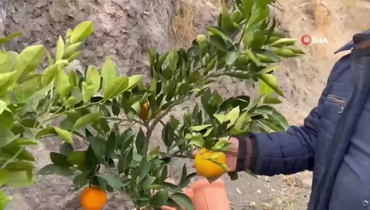 Karasal İklimde Tropikal Meyve Yetiştiriyor