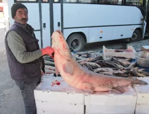 Karasu Nehri’nde dev turna balığı yakalandı
