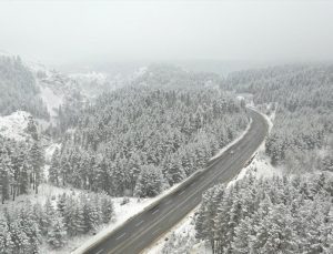 Kars, Sarıkamış’ta Sarıçam ormanları beyaza büründü