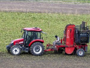 Kars’ta çiftçiler pancarı kar bastırmadan toplamak için zamanla yarışıyor