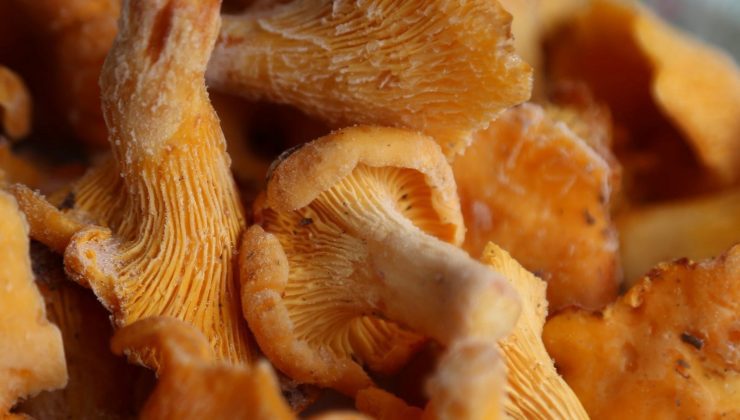 Kastamonu’da doğadan toplanıp Avrupa’ya gönderiliyor: 100 milyon TL gelir elde ediliyor