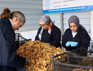 Kastamonu’dan Avrupa’ya Mantar İhracatı