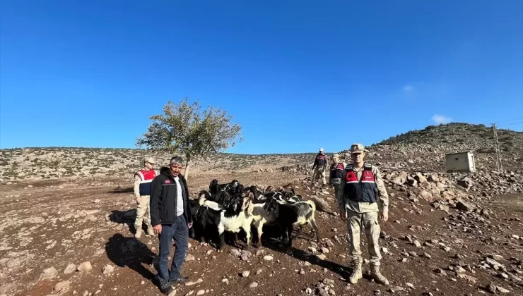 Kaybolan 28 Küçükbaş Hayvan Bulundu
