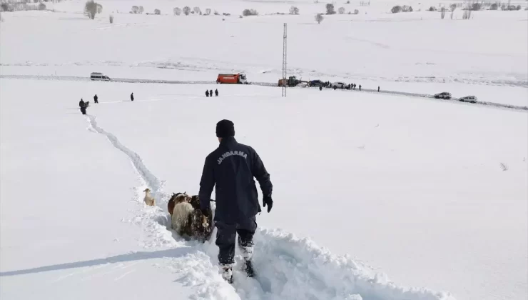Kaybolan Küçükbaş Hayvanlar Bulundu