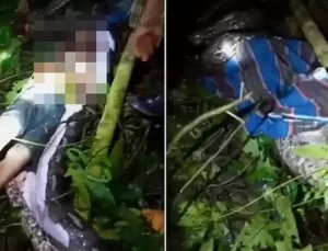 Kayıp çiftçi, 7 metrelik piton yılanın karnında bulundu