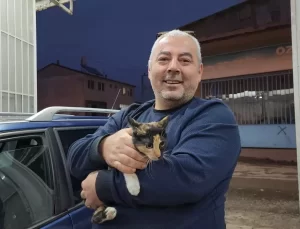 Kayıp Kedi Leydi, Arabanın Kaputundan Çıktı