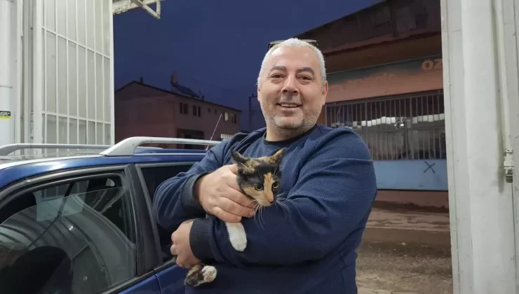 Kayıp Kedi Leydi, Arabanın Kaputundan Çıktı
