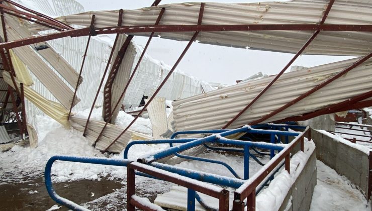 Kayseri’de karın ağırlığına dayanamayan ahırın çatısı çöktü: 17 hayvan telef oldu