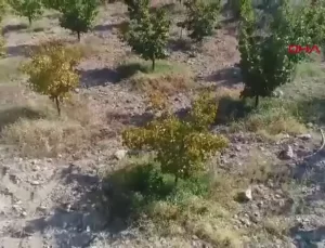 Keban’da Trabzon Hurması Hasadı Yapıldı