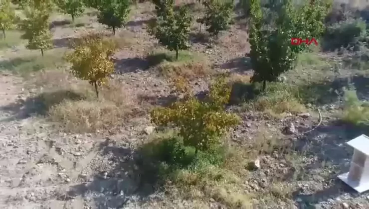 Keban’da Trabzon Hurması Hasadı Yapıldı