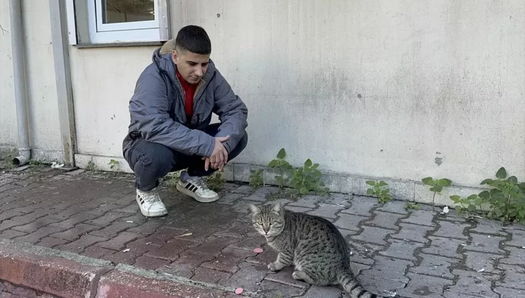 Kedi Döner Yemeğini Kapıp Gitti