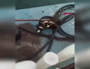 Kedi Feribot İskelesinden Kurtarıldı