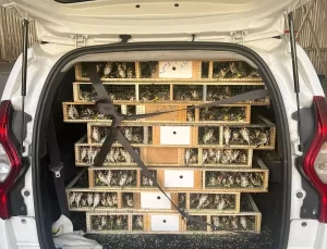 Kilis’te 6.500 Canlı Saka Kuşu Kaçakçılığına Geçit Verilmedi