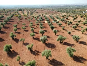 Kilis’te Zeytin Hasadı Başladı