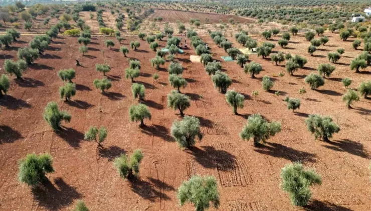 Kilis’te Zeytin Hasadı Başladı