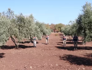 Kilis’te Zeytin Hırsızlığına Karşı Denetim