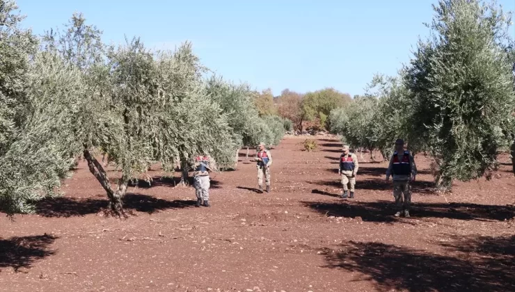 Kilis’te Zeytin Hırsızlığına Karşı Denetim
