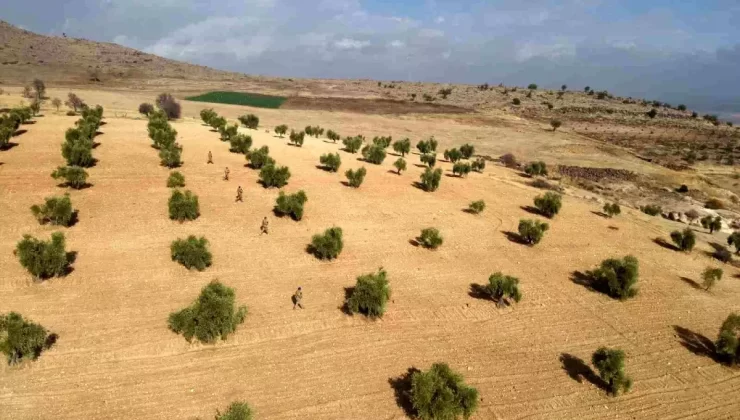 Kilis’te Zeytin Hırsızlıklarına Jandarma Önlemi
