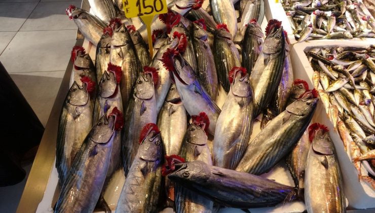 Kilosu 125 TL’den tezgahta yerini aldı: Palamut yerini ona bıraktı
