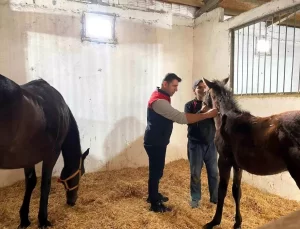 Kırklareli’nde Safkan Atlar Aşılandı