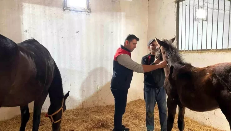 Kırklareli’nde Safkan Atlar Aşılandı