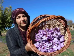 Kırmızı Altın Safranın Yükselişi
