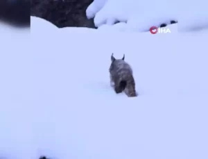 Kırmızı Listedeki Vaşak Görüntülendi