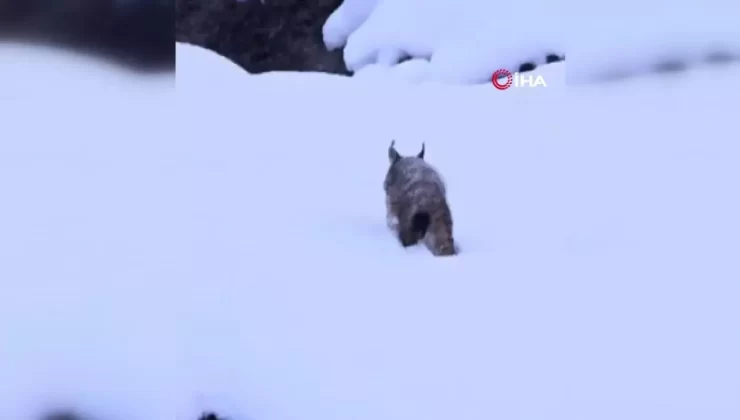 Kırmızı Listedeki Vaşak Görüntülendi