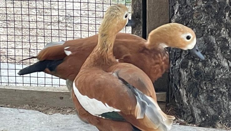 Kırşehir’de ‘angut’ besleyen kişi gözaltına alındı