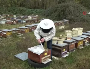 Kış Bakımı Arıların Hayatı İçin Şart