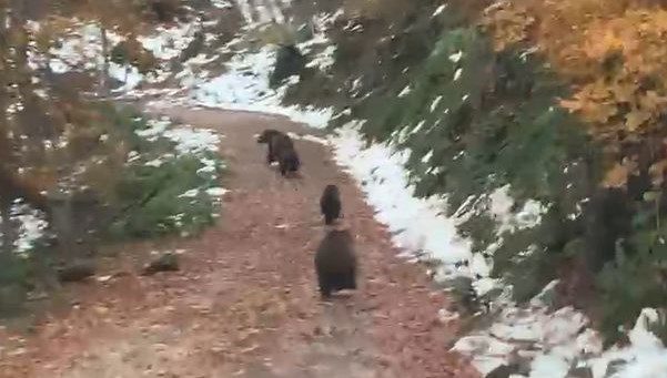 Kış uykusuna yatmayan ayılar Yalova’da kameralara takıldı