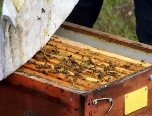 Kışta Arıcılıkta Dikkat Edilmesi Gerekenler