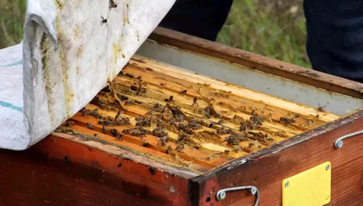 Kışta Arıcılıkta Dikkat Edilmesi Gerekenler