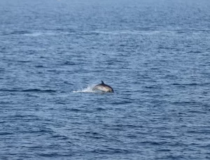 Kıyıköy’de Balıkçılara Yunus Eşlik Etti
