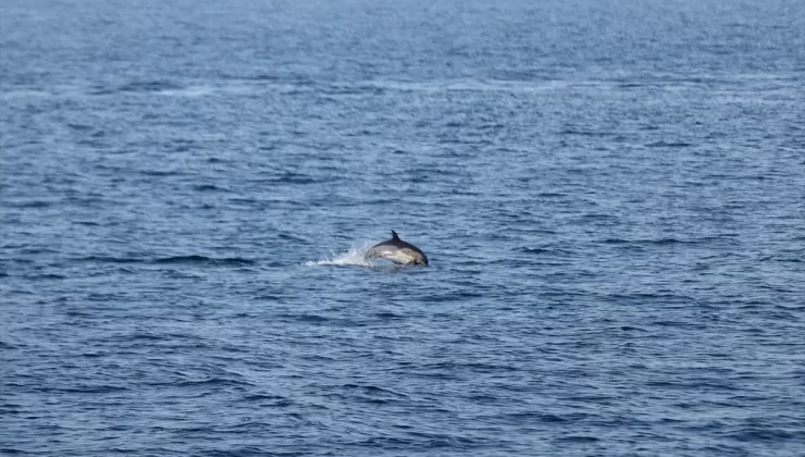Kıyıköy’de Balıkçılara Yunus Eşlik Etti