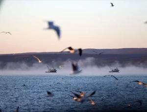 Kıyıköy’de Martılar Balıkçıları Takip Ediyor