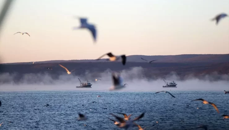 Kıyıköy’de Martılar Balıkçıları Takip Ediyor