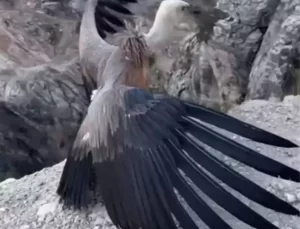 Kızıl Akbaba Doğaya Yeniden Kavuştu