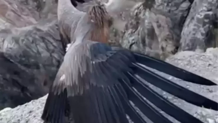 Kızıl Akbaba Doğaya Yeniden Kavuştu