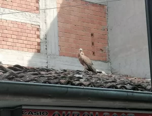 Kızıl Akbaba İtfaiye Ekiplerince Kurtarıldı