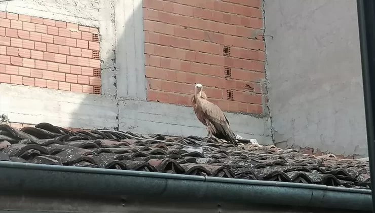 Kızıl Akbaba İtfaiye Ekiplerince Kurtarıldı